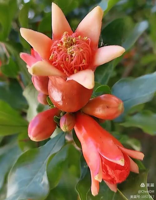 观赏百花姿采 (二)﻿(这里的 30多种花卉你都认识吗?