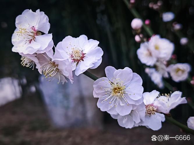 婀娜摇曳芳华梦,人花明媚两相 望. 花开花落花弥散,朱颜辞镜不言 伤?