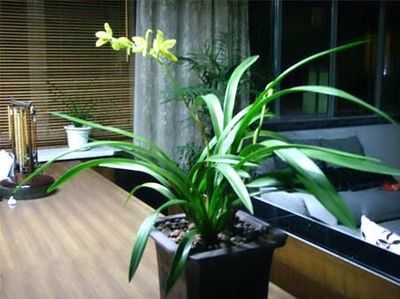 书房选择这些绿植花卉,文艺气息十足
