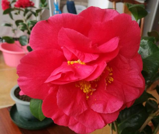 它是&ldquo;茶花美人&rdquo;花大香浓、形似牡丹,正值花期,如美人般婀娜