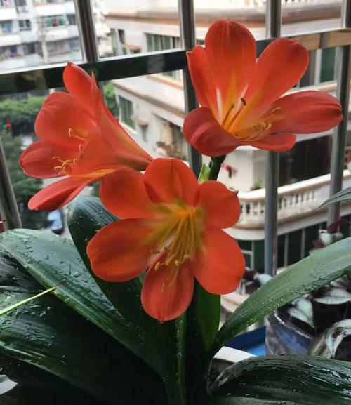 的花卉,感谢同学焕涛,长春,山山献诗题词