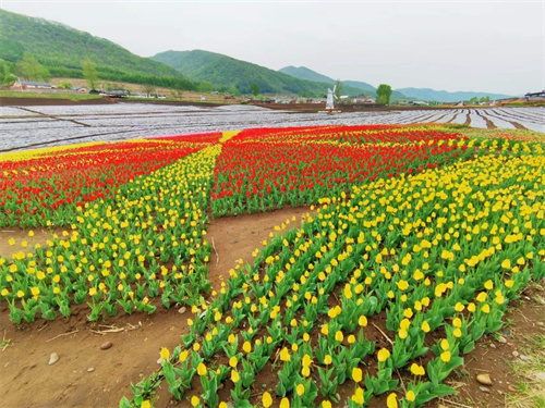 通化金江花海:百万株花苗待客来