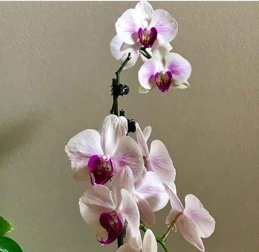 花形如蝴蝶婀娜多姿蝴蝶兰养殖需注意4点花期可延长1个月