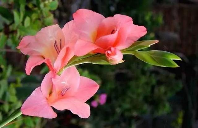 花卉诗六首:唐菖蒲、桂花、山茶花&hellip;&hellip;作者:王金银