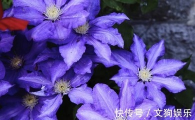新手养花,不如养盆花中精品"女人香气",丰腴婀娜,花色艳丽