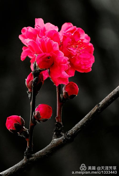 这一对姐妹婷婷玉立在枝头上,似乎是在向世人展示她们的婀娜,又似乎在