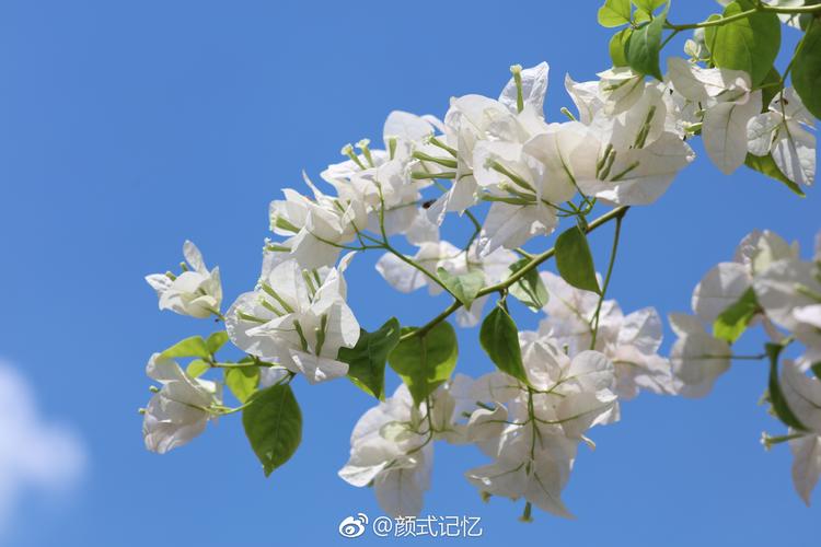 被爱的欣喜(超凡脱俗,婀娜多姿)一一白三角梅花.游越南河内拍摄